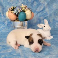 Magic CKC Registered  Purebred, a male Jack Russell Terrier for sale in Laurel, IN – Photo 1 of 4