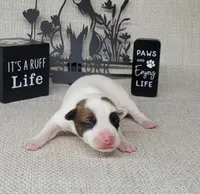 Magic CKC Registered , a male Jack Russell Terrier for sale in Laurel, IN – Photo 2 of 5