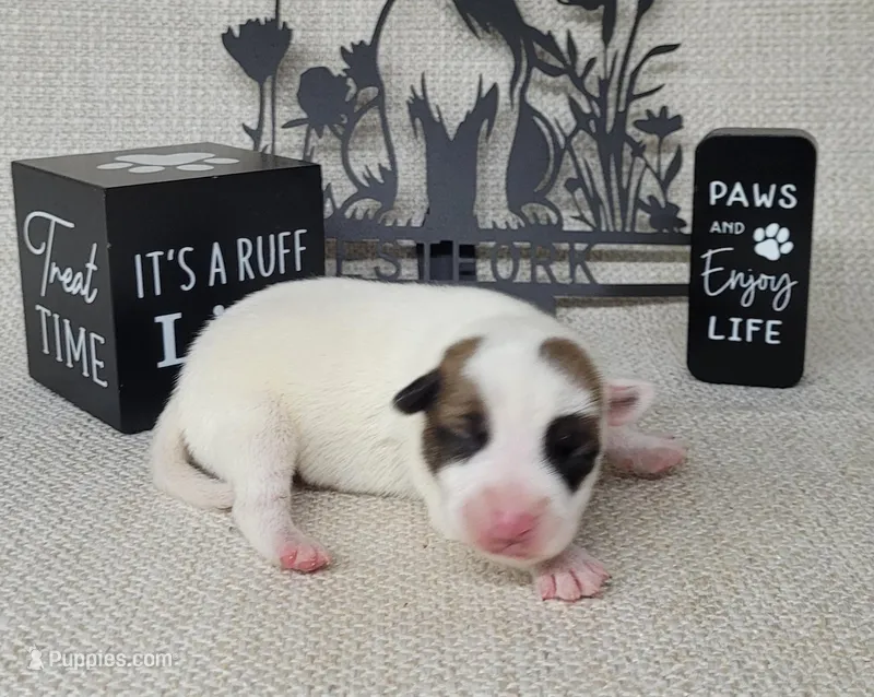 Magic CKC Registered 