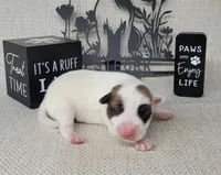 Magic CKC Registered , a male Jack Russell Terrier for sale in Laurel, IN – Photo 1 of 5