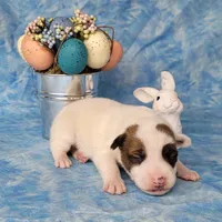 Magic CKC Registered  Purebred, a male Jack Russell Terrier for sale in Laurel, IN – Photo 3 of 4