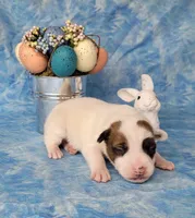 Magic CKC Registered  Purebred, a male Jack Russell Terrier for sale in Laurel, IN – Photo 3 of 4