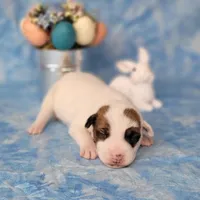Magic CKC Registered  Purebred, a male Jack Russell Terrier for sale in Laurel, IN – Photo 2 of 4