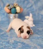 Magic CKC Registered  Purebred, a male Jack Russell Terrier for sale in Laurel, IN – Photo 2 of 4