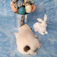 Magic CKC Registered  Purebred, a male Jack Russell Terrier for sale in Laurel, IN – Photo 4 of 4