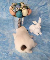 Magic CKC Registered  Purebred, a male Jack Russell Terrier for sale in Laurel, IN – Photo 4 of 4