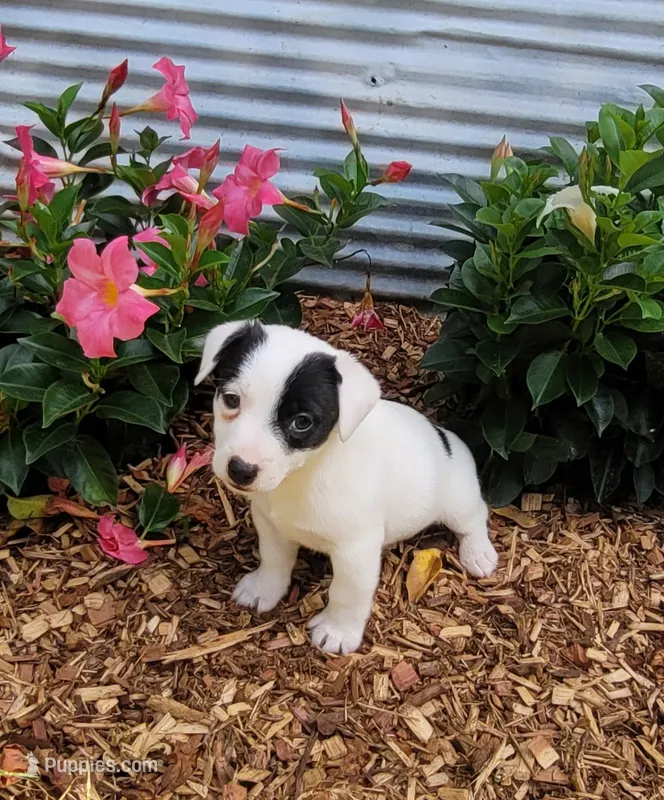 Prince CKC Registered  purebred  – Jack Russell Terrier puppy for sale in Laurel, IN