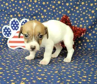 Racer CKC purebred *Delivery*, a male Jack Russell Terrier for sale in Laurel, IN – 3 of 5