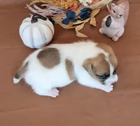 CKC Noxx Delivery Available , a male Jack Russell Terrier for sale in Laurel, IN – 2 of 5