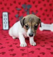 Pringle female *delivery available*, a female Jack Russell Terrier for sale in Laurel, IN – 5 of 10