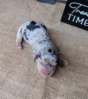 CeCe AKC dapple female, a female Miniature Dachshund for sale in Laurel, IN – 4 of 4