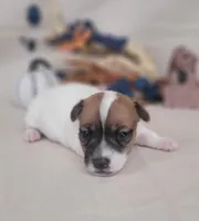 Tara purebred JRT *Delivery available*, a female Jack Russell Terrier for sale in Laurel, IN – 2 of 5