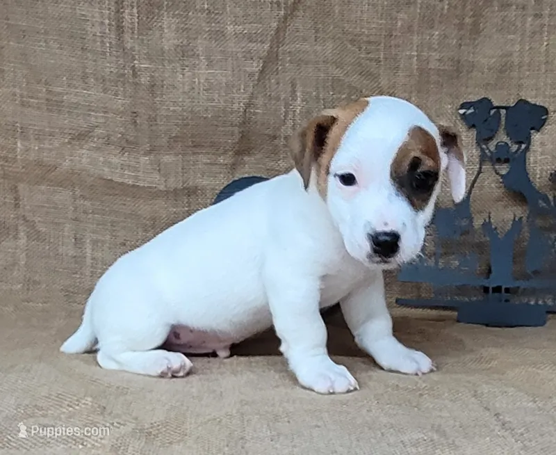NASH CKC Reg purebred – Jack Russell Terrier puppy for sale in Laurel, IN