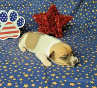 Riggs CKC male, a male Jack Russell Terrier for sale in Laurel, IN – 6 of 7