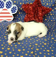 CKC "Pilot" Delivery available , a male Jack Russell Terrier for sale in Laurel, IN – 1 of 8