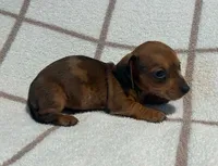 AKC Wynona *Delivery Available*, a female Miniature Dachshund for sale in Laurel, IN – 3 of 4