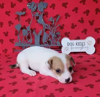 CKC Thor *Delivery Available , a male Jack Russell Terrier for sale in Laurel, IN – 6 of 6