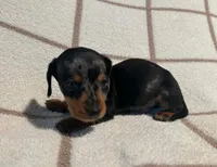 AKC Woody *Delivery Available*, a male Miniature Dachshund for sale in Laurel, IN – 5 of 6