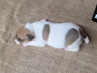 JoJo CKC *delivery available*, a female Jack Russell Terrier for sale in Laurel, IN – 6 of 6