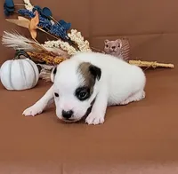 Nash CKC Registered , a male Jack Russell Terrier for sale in Laurel, IN – 6 of 8