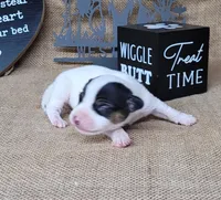 Ricochet purebred JRT, a male Jack Russell Terrier for sale in Laurel, IN – 4 of 5