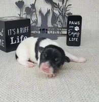 "Milo" CKC Reg purebred, a male Jack Russell Terrier for sale in Laurel, IN – Photo 1 of 6