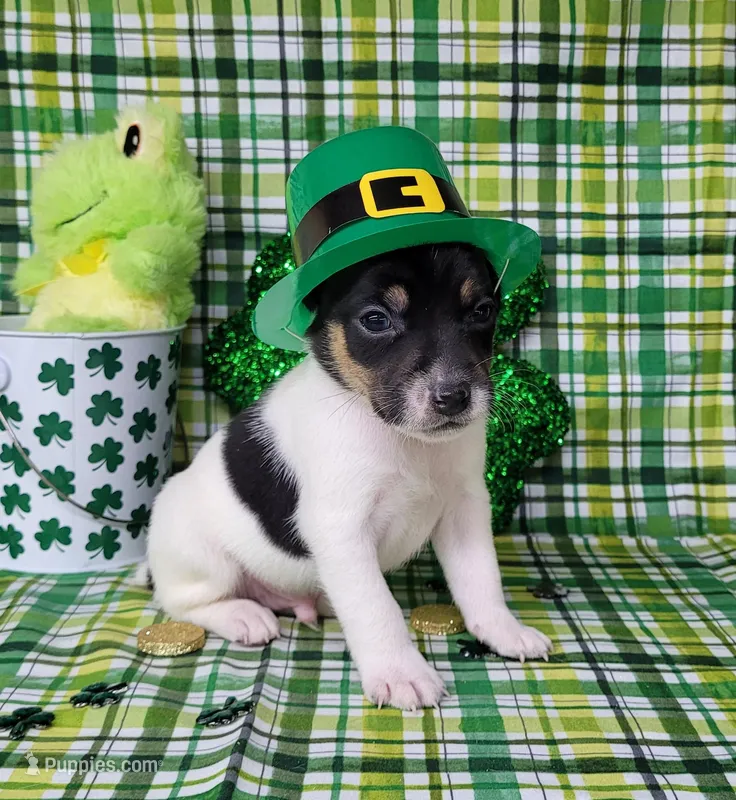 "Milo" CKC Reg purebred – Jack Russell Terrier puppy for sale in Laurel, IN