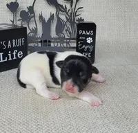 "Milo" CKC Reg purebred, a male Jack Russell Terrier for sale in Laurel, IN – Photo 2 of 6