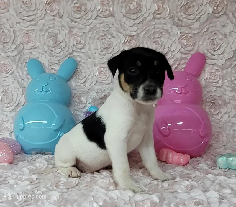 "Milo" CKC Reg purebred – Jack Russell Terrier puppy for sale in Laurel, IN