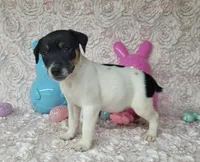 "Milo" CKC Reg purebred, a male Jack Russell Terrier for sale in Laurel, IN – Photo 3 of 4