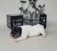 "Milo" CKC Reg purebred, a male Jack Russell Terrier for sale in Laurel, IN – Photo 6 of 6