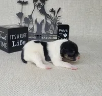 "Milo" CKC Reg purebred, a male Jack Russell Terrier for sale in Laurel, IN – Photo 5 of 6
