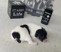 "Milo" CKC Reg purebred, a male Jack Russell Terrier for sale in Laurel, IN – Photo 4 of 6