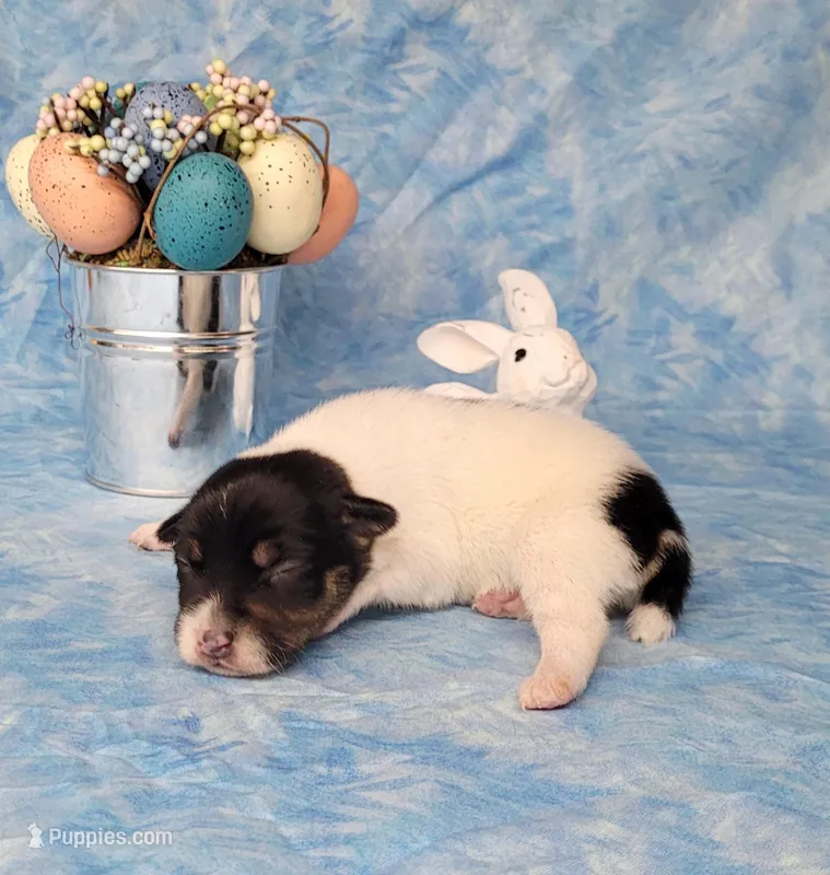 "Milo" CKC Reg purebred