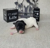 "Milo" CKC Reg purebred, a male Jack Russell Terrier for sale in Laurel, IN – Photo 3 of 6