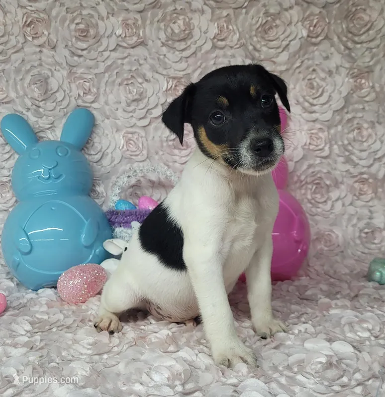 "Milo" CKC Reg purebred – Jack Russell Terrier puppy for sale in Laurel, IN