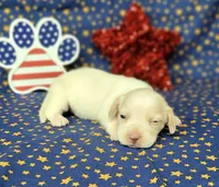 AKC Laci Cream female, a female Miniature Dachshund for sale in Laurel, IN – 2 of 8