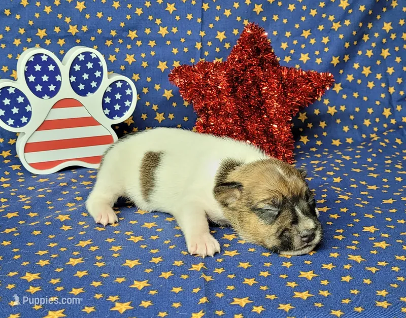 Roxi CKC female Delivery available  – Jack Russell Terrier puppy for sale in Laurel, IN
