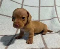 AKC Willie *Delivery Available*, a male Miniature Dachshund for sale in Laurel, IN – 1 of 4