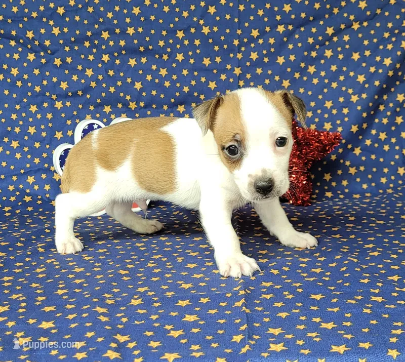Jax purebred *Delivery available* – Jack Russell Terrier puppy for sale in Laurel, IN