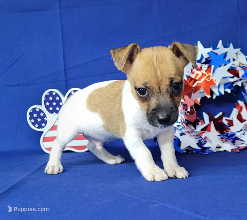 Jude purebred JRT – Jack Russell Terrier puppy for sale in Laurel, IN