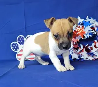 Jude purebred JRT, a male Jack Russell Terrier for sale in Laurel, IN – 1 of 6