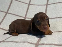 AKC Wayne *Delivery Available*, a male Miniature Dachshund for sale in Laurel, IN – 2 of 6