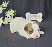 NOX purebred CKC Reg, a male Jack Russell Terrier for sale in Laurel, IN – Photo 2 of 5