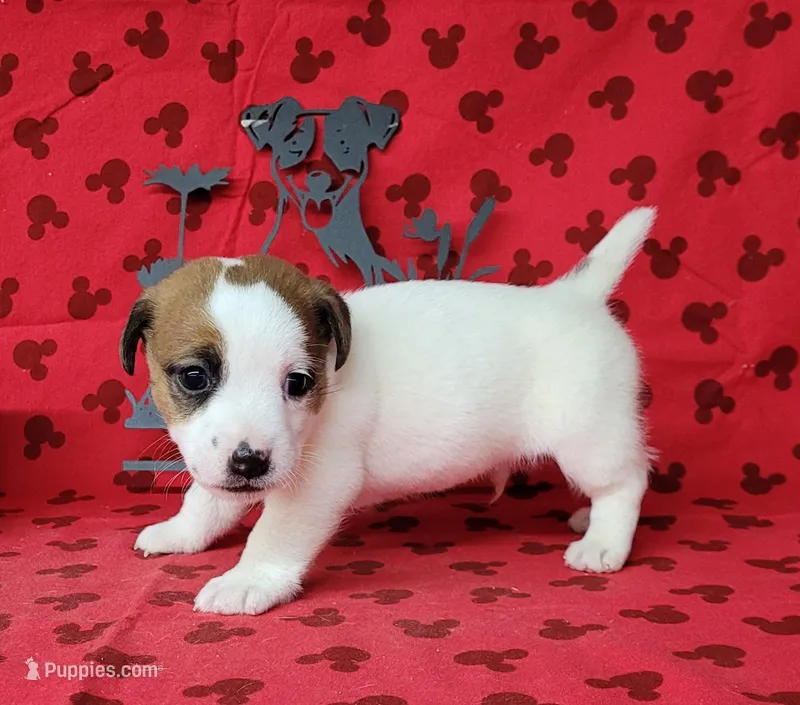 NOX purebred CKC Reg – Jack Russell Terrier puppy for sale in Laurel, IN