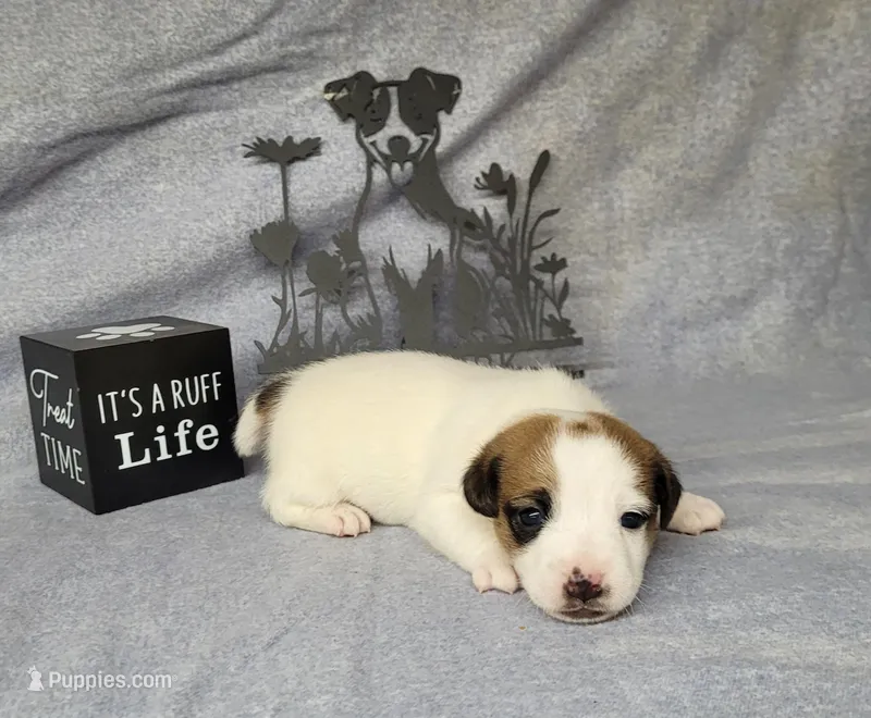 NOX purebred CKC Reg – Jack Russell Terrier puppy for sale in Laurel, IN