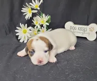 NOX purebred CKC Reg, a male Jack Russell Terrier for sale in Laurel, IN – Photo 1 of 5