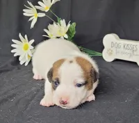 NOX purebred CKC Reg, a male Jack Russell Terrier for sale in Laurel, IN – Photo 4 of 5