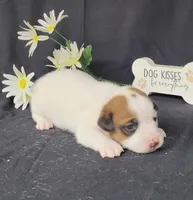 NOX purebred CKC Reg, a male Jack Russell Terrier for sale in Laurel, IN – Photo 3 of 5