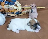 Tara purebred JRT, a female Jack Russell Terrier for sale in Laurel, IN – 3 of 5